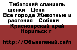 Тибетский спаниель щенки › Цена ­ 60 000 - Все города Животные и растения » Собаки   . Красноярский край,Норильск г.